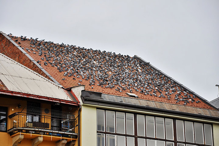 A2B Pest Control are able to install spikes to deter birds from roofs in Ferryhill. 