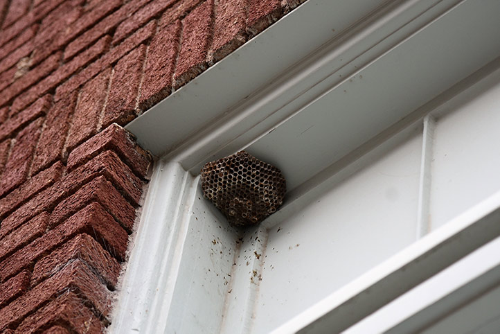 We provide a wasp nest removal service for domestic and commercial properties in Ferryhill.